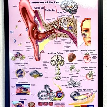 Hearing Aid Systems - Hearing Aid Providers Near Me - Temecula, California Hearing Aid Systems - Hearing Aid Providers Near Me - Temecula, California
