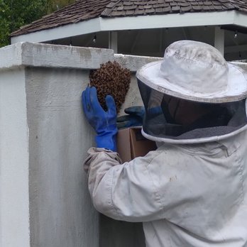 Superior Bee Control - Pest Control Near Me Superior Bee Control - Pest Control Near Me