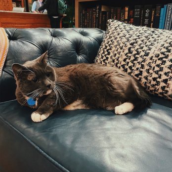The Armstrong Hotel - Oreo! the hotel cat!! - Hotels Near Me - Fort Collins, Colorado The Armstrong Hotel - Oreo! the hotel cat!! - Hotels Near Me - Fort Collins, Colorado