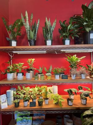 Mae Mae Café & Plant Shop by null