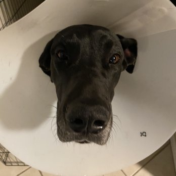 VAN BUREN ANIMAL HOSPITAL - Updated August 2025 - 13 Photos & 48