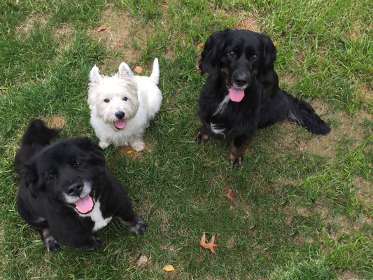 Dogma Grooming + Pet Needs by null