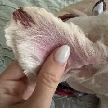 Lilo's Mobile Pet Spa - Pet Groomers Near Me - Katy, Texas