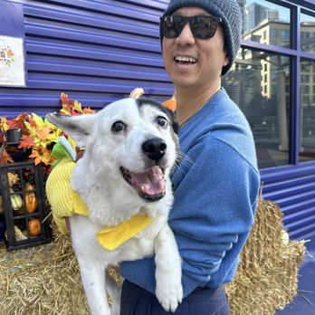 Dr Park's Mobile Vet Services - Squishy during Halloween. She was a taco. - Veterinarians Near Me Dr Park's Mobile Vet Services - Squishy during Halloween. She was a taco. - Veterinarians Near Me