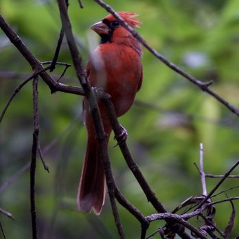 Foster Park - Male Northern Cardinal - Parks Near Me - Fort Worth, Texas Foster Park - Male Northern Cardinal - Parks Near Me - Fort Worth, Texas