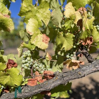 Kohill Winery - a bunch of grapes on the vine - Wineries Near Me - Ramona, California Kohill Winery - a bunch of grapes on the vine - Wineries Near Me - Ramona, California