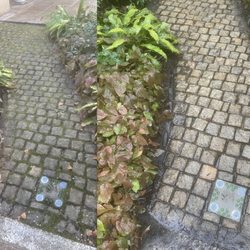 Elite Softwash - Before and After walkway