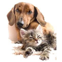 pet pals holistic veterinary hospital