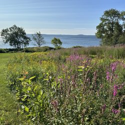 Flowers and the ocean.
