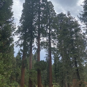Trail of 100 Giants - Hiking Near Me - Springville, California Trail of 100 Giants - Hiking Near Me - Springville, California