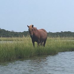 Assateague Outfitters
