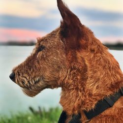 Rogers Bark Pet Salon