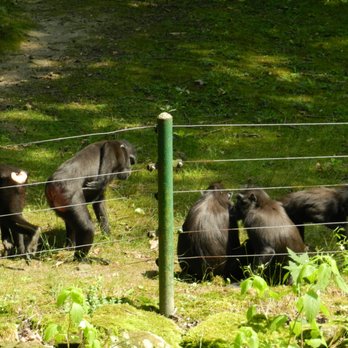 Zoo Dečín - Warum bleiben alle bei den Affen am längsten stehen ? - Zoos Near Me Zoo Dečín - Warum bleiben alle bei den Affen am längsten stehen ? - Zoos Near Me