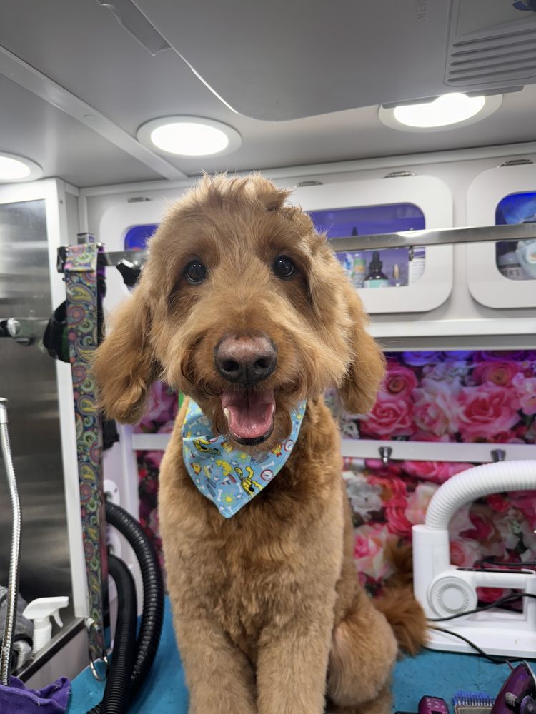 GROOMER ON THE GO Updated September 2024 100 Photos & 89 Reviews