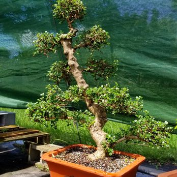 Best Bonsai - https://best-bonsai.com - Nurseries & Gardening Near Me - Hallandale, Florida Best Bonsai - https://best-bonsai.com - Nurseries & Gardening Near Me - Hallandale, Florida