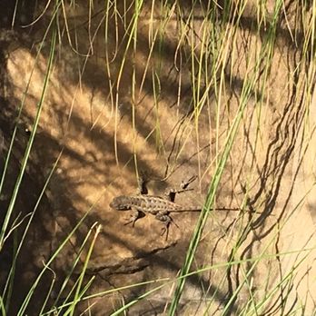 Elings Park - Lizard friends! - Parks Near Me - Santa Barbara, California