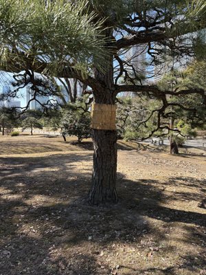 Hamarikyu Gardens by null