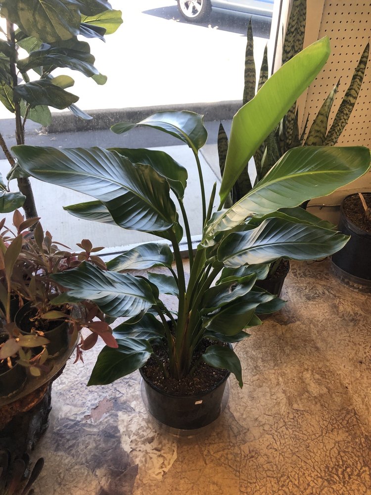 SASSY PLANTS CLOSED Updated July 2024 1728 E Cypress Ave, Redding