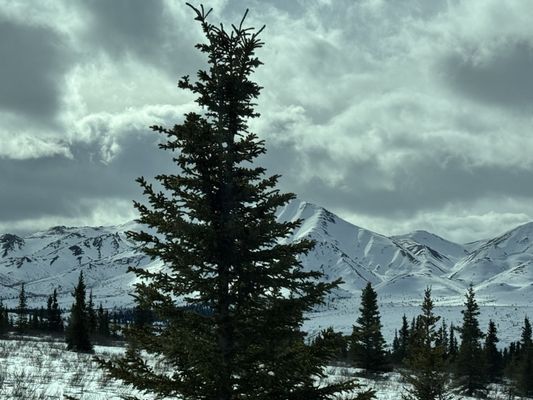 Talkeetna Roadhouse by null