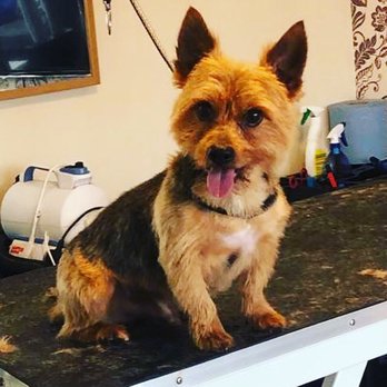 Simply Dog Grooming - Grooming - Pet Groomers Near Me - Hindley green, XGM Simply Dog Grooming - Grooming - Pet Groomers Near Me - Hindley green, XGM