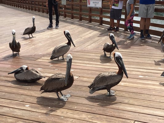 La Guancha by null
