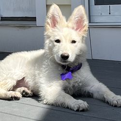 Sterling Animal Shelter