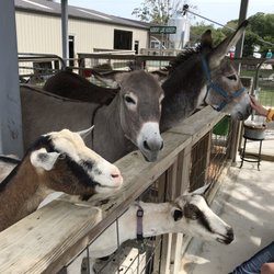 Harmony Lane Farm and Creamery - Donkeys, goats, Emu, Llama