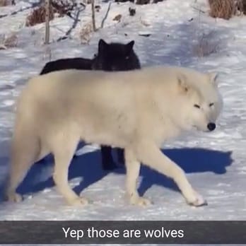 Yamnuska Wolfdog Sanctuary - Tours Near Me - Cochrane, Alberta Yamnuska Wolfdog Sanctuary - Tours Near Me - Cochrane, Alberta
