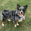 Flying Fur Grooming Salon gift card