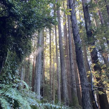 Arcata Community Forest - Forest bathing - Parks Near Me Arcata Community Forest - Forest bathing - Parks Near Me