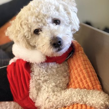 Pet Joy - This is a few weeks grown in and still looking cut weeks after his amazing time at Pet Joy - Pet Groomers Near Me - Los Angeles, California