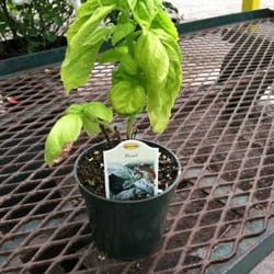 La Belle Plant - My $1.50 basil plant
