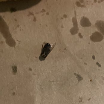 Carl's Jr - Dead bug after taking lettuce out of burger. - Fast Food Near Me - Santa Fe Springs, California