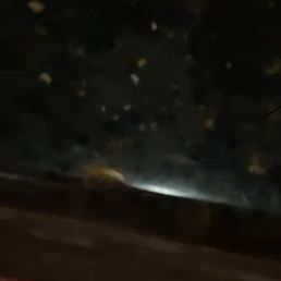 Roach on main bar Roach on main bar