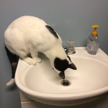 My Kitty Cafe - Pet Adoption Near Me - Guelph, Ontario My Kitty Cafe - Pet Adoption Near Me - Guelph, Ontario