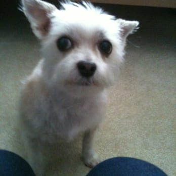 PetSmart - Chloe's "Teddy Bear" haircut by SHANTE. :[ My poor baby - Pet Stores Near Me - San Jose, California PetSmart - Chloe's "Teddy Bear" haircut by SHANTE. :[ My poor baby - Pet Stores Near Me - San Jose, California