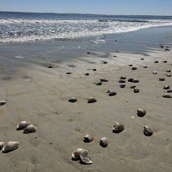 Pine Point Beach - Clams washed up on shore after storm