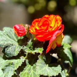 Evergreen Nursery - Tuberous begonias