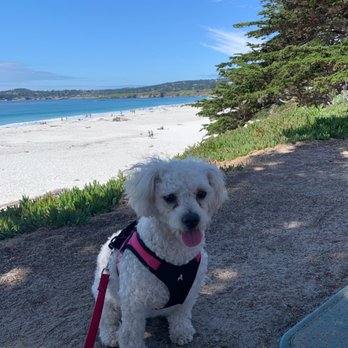 2 Paws Up Central Coast Pet Care - Pooka is all smiles at the beach! - Pet Sitting Near Me 2 Paws Up Central Coast Pet Care - Pooka is all smiles at the beach! - Pet Sitting Near Me