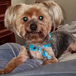 Bow Wow Mobile Grooming Salon