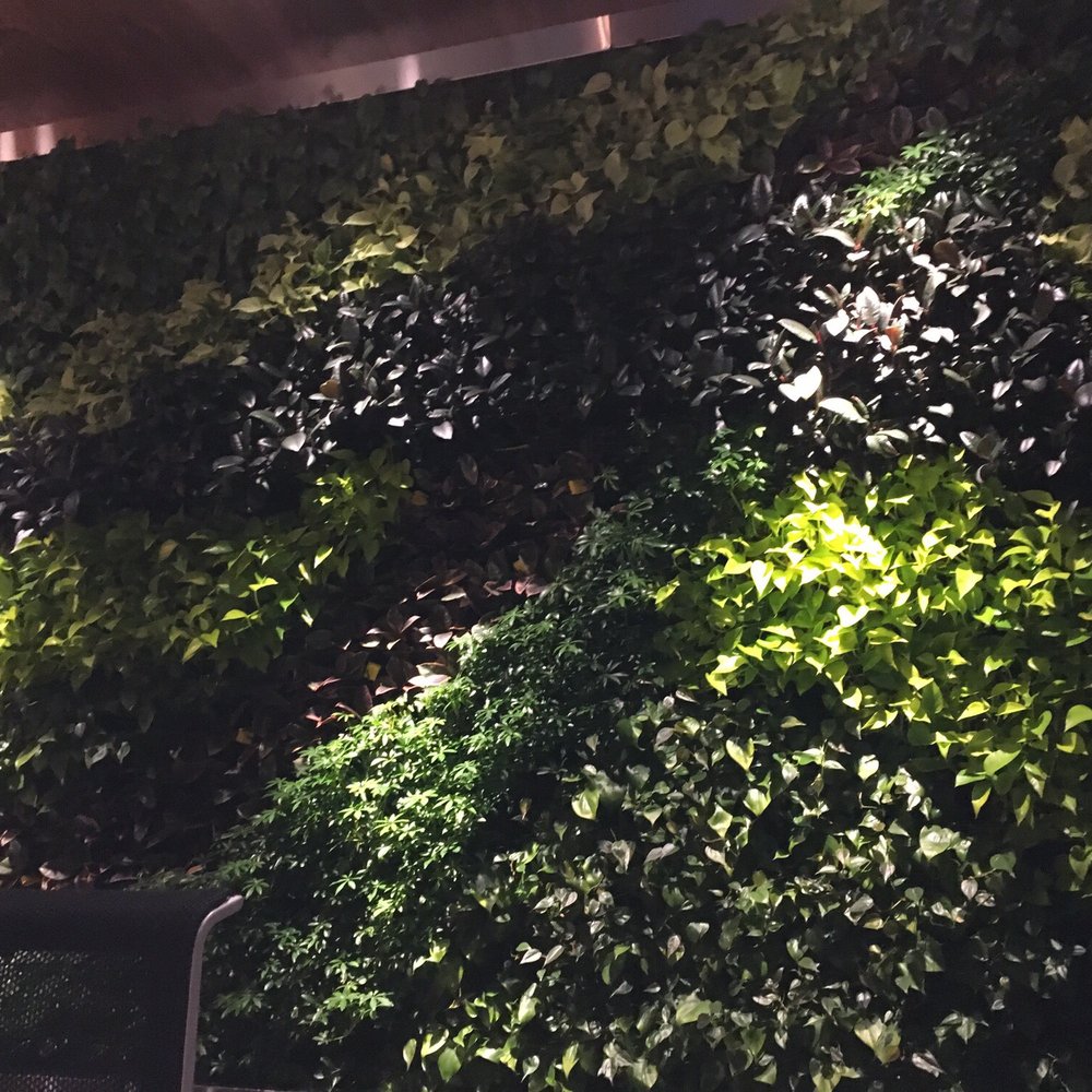The Centurion Lounge - This living wall - Airport Lounges Near Me - Miami, Florida The Centurion Lounge - This living wall - Airport Lounges Near Me - Miami, Florida