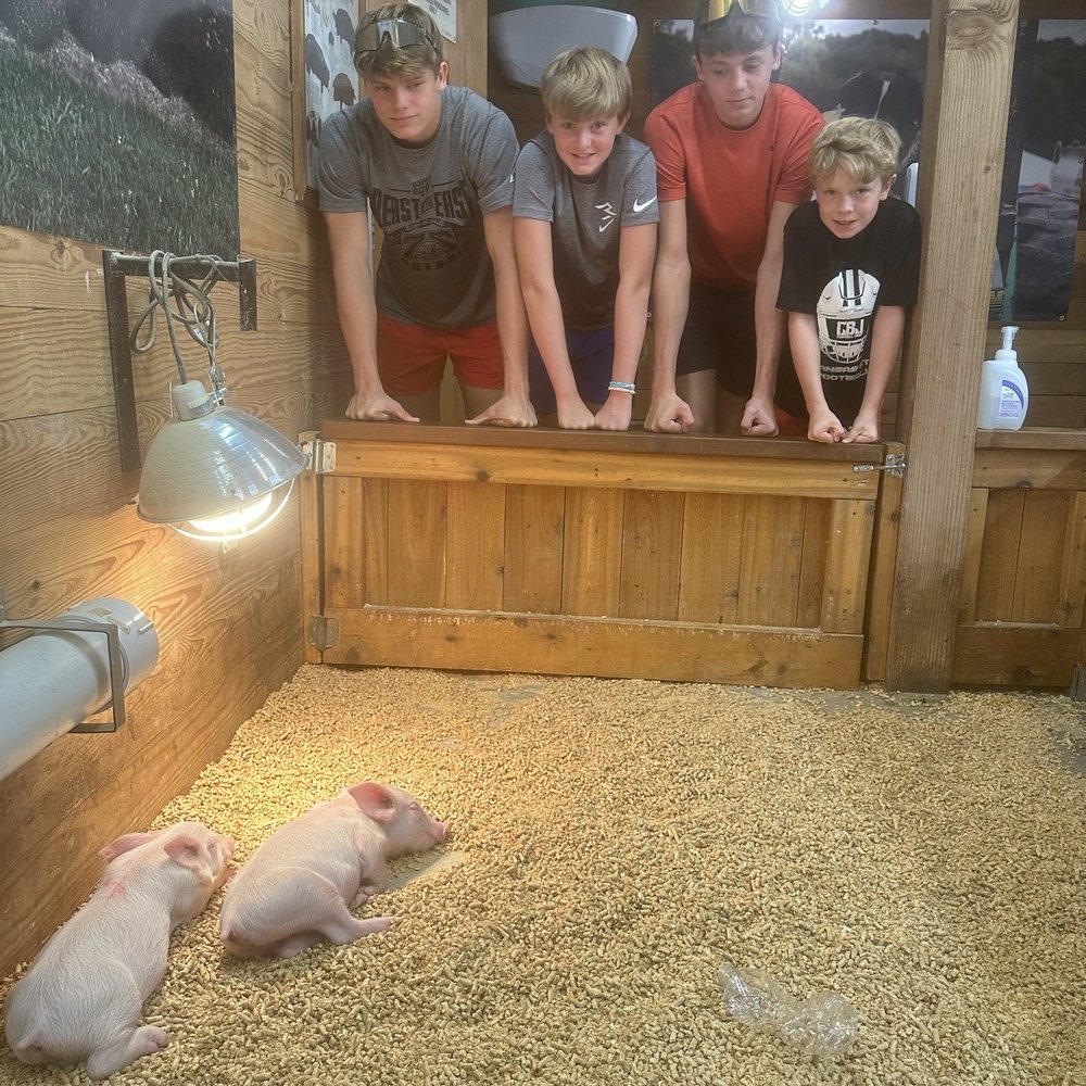 Piglet viewing up close.