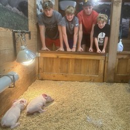 Piglet viewing up close. Piglet viewing up close.