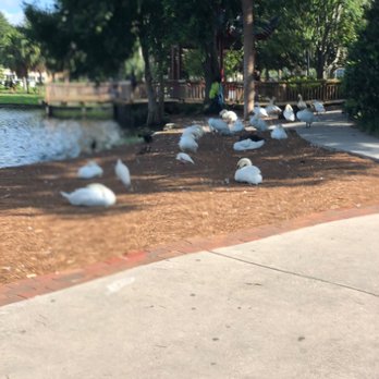Lake Eola Park - Swans - Parks Near Me - Orlando, Florida