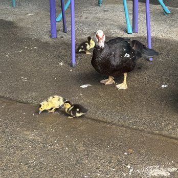 Maui Garden Grove Cafe - Baby ducks - Juice Bars & Smoothies Near Me - Haiku, Hawaii Maui Garden Grove Cafe - Baby ducks - Juice Bars & Smoothies Near Me - Haiku, Hawaii