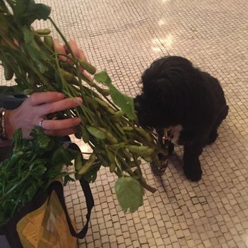 Prince George Norwich Meadows CSA - a dog sniffing a bunch of flowers - CSA Near Me - New York, New York Prince George Norwich Meadows CSA - a dog sniffing a bunch of flowers - CSA Near Me - New York, New York