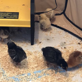 Wes's Pets & Feeds - Pet Stores Near Me - El Monte, California