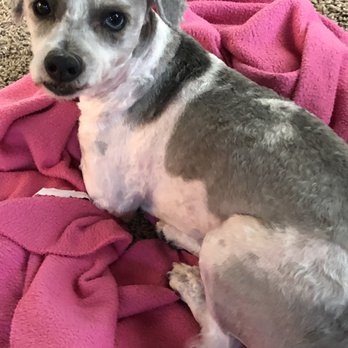 Pin Up Pets - AFTER :( - Pet Groomers Near Me - Chandler, Arizona Pin Up Pets - AFTER :( - Pet Groomers Near Me - Chandler, Arizona