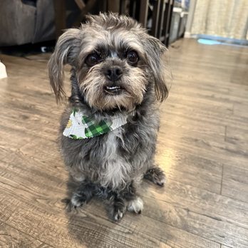 Bubble Doggie - Pet Groomers Near Me - La Mirada, California