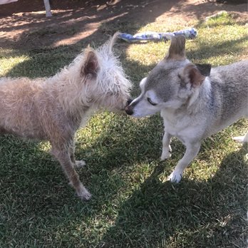 Dogs Go Walkin' - Dog Walkers Near Me